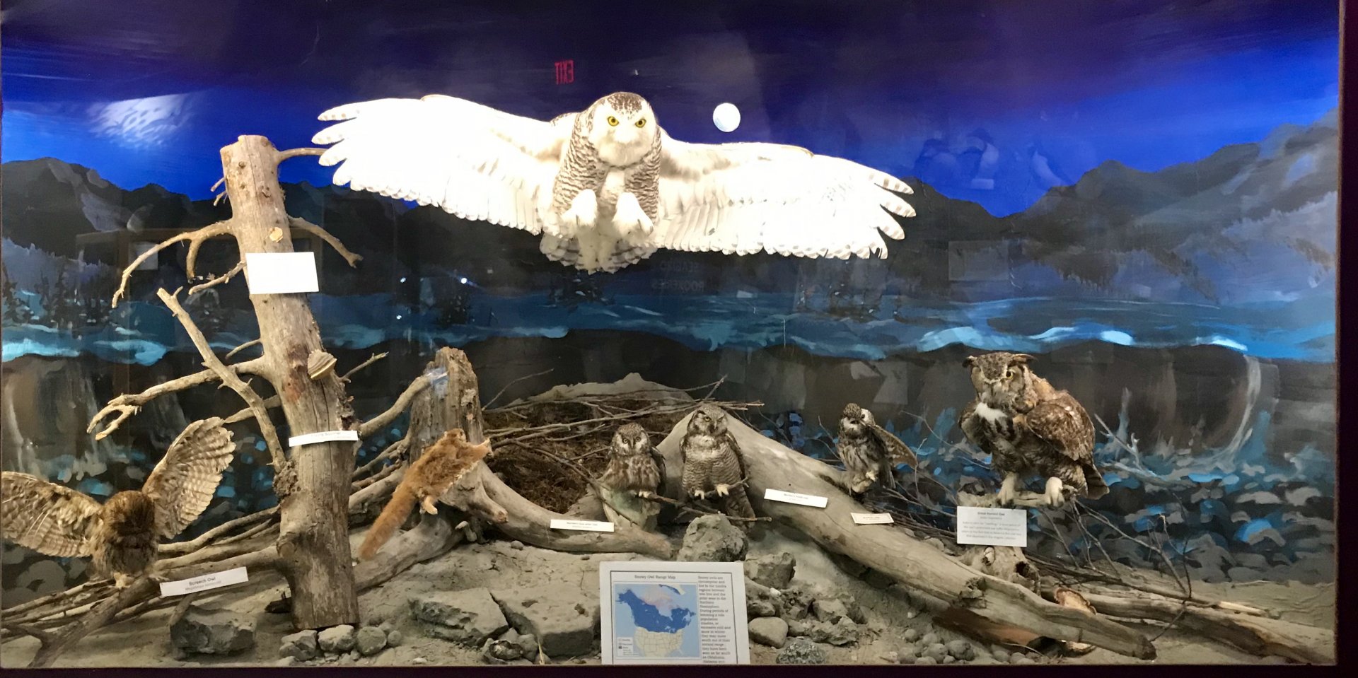 Alaskan Owls