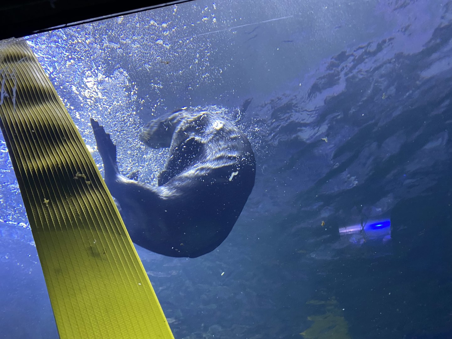 Alaskan sea otter 070123