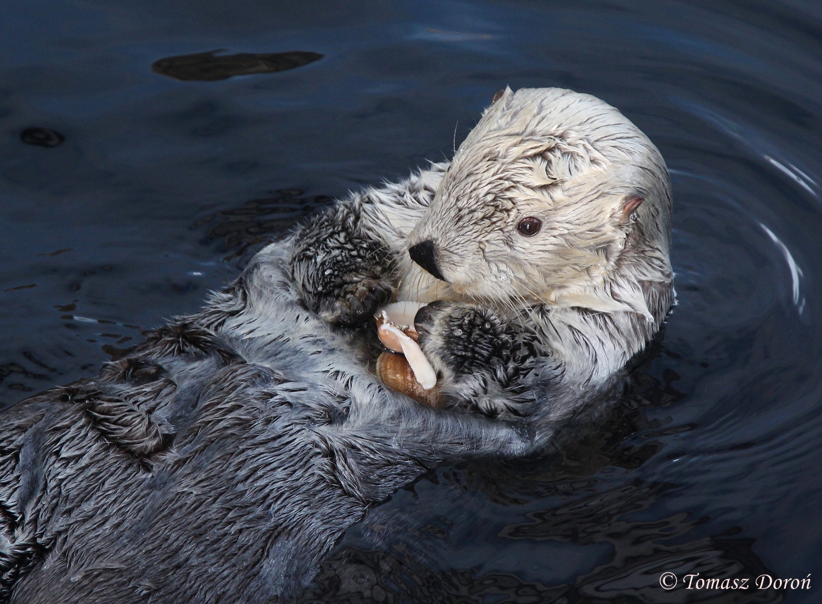 Alaskan Sea Otter (Enhydra lutris kenyoni), April 2016