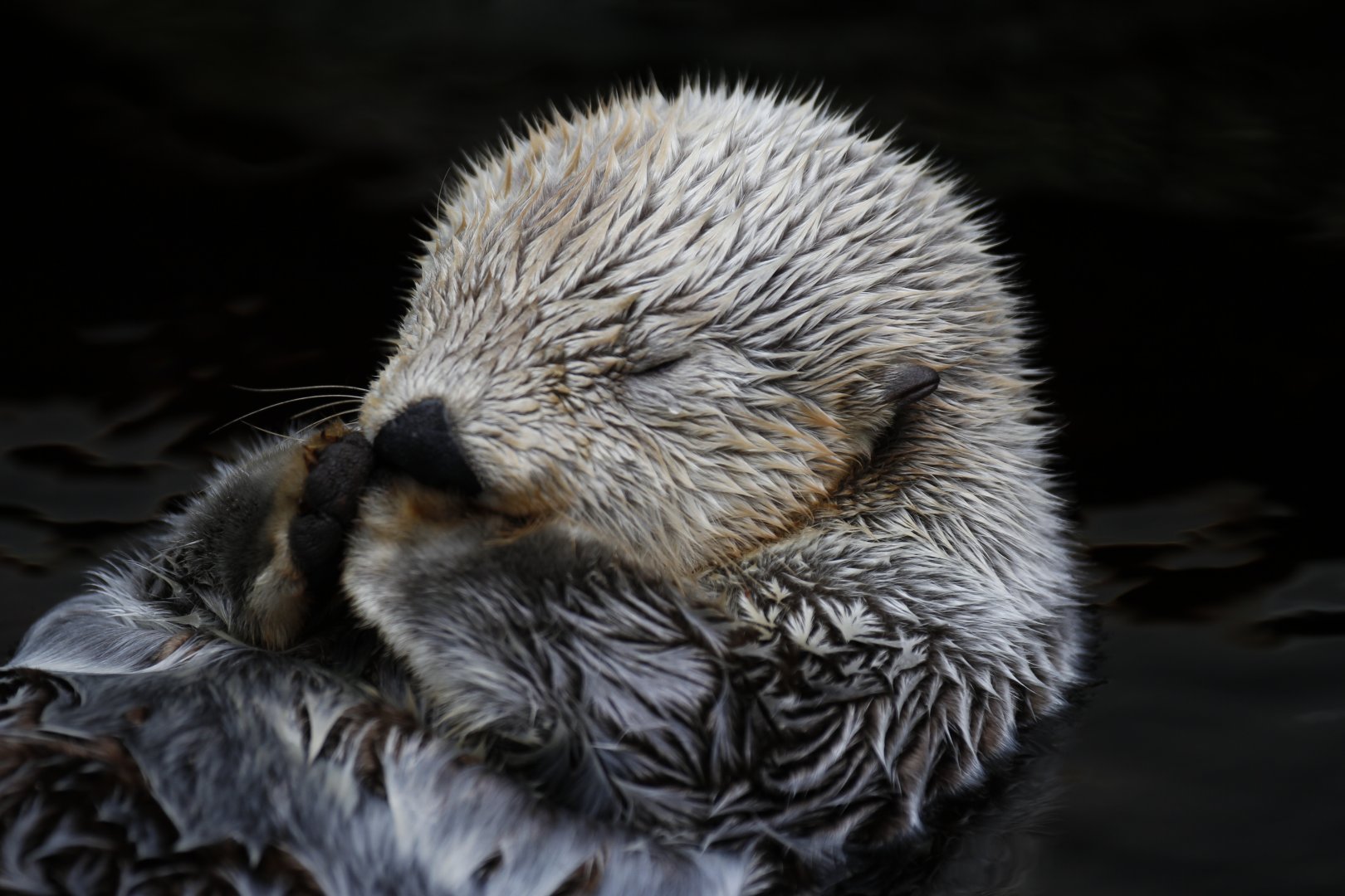 Alaskan sea otter (Enhydra lutris kenyoni)