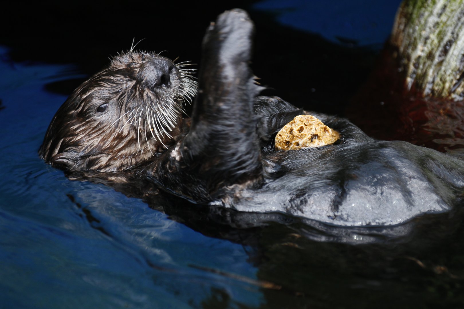 Alaskan sea otter (Enhydra lutris kenyoni)