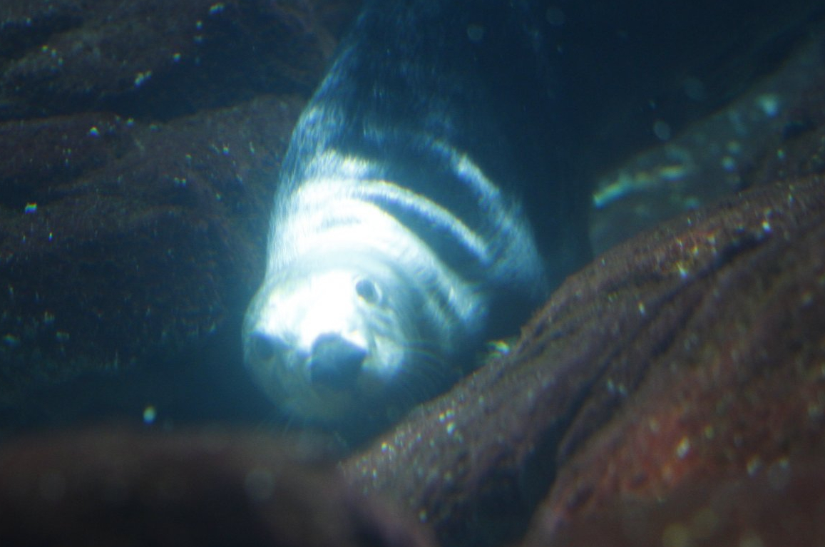 Alaskan sea otter  (Enhydra lutris kenyoni)