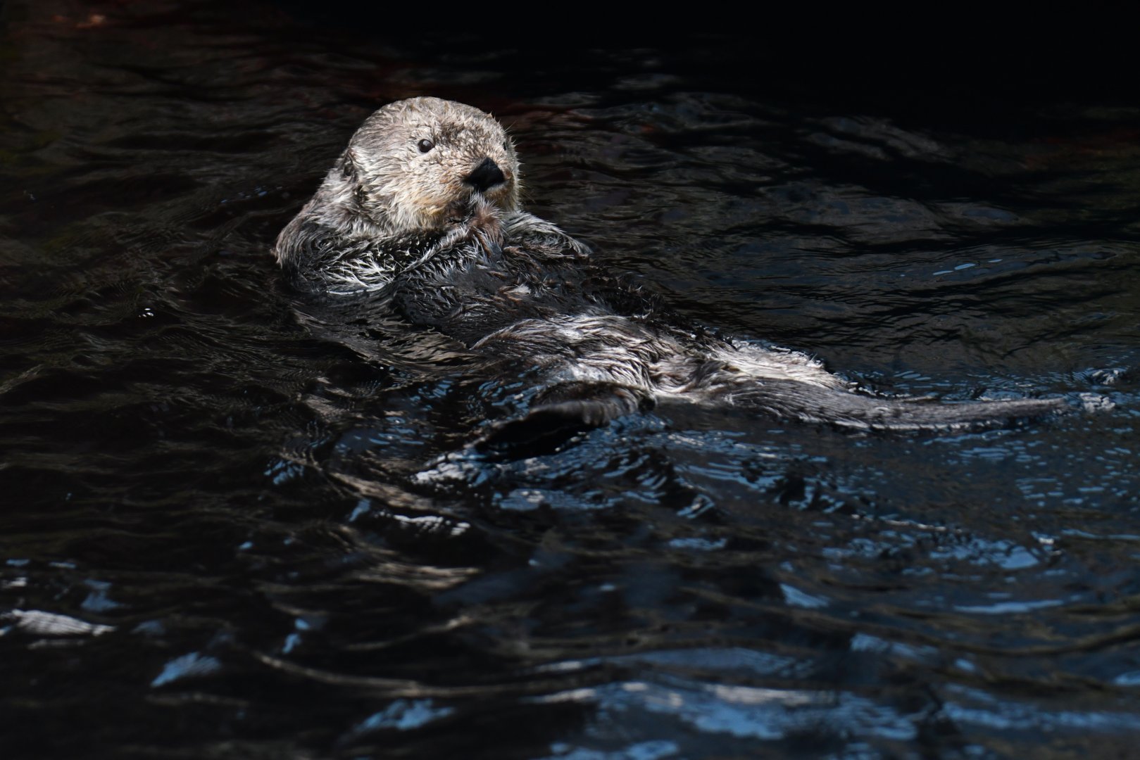 Alaskan sea otter (Enhydra lutris)