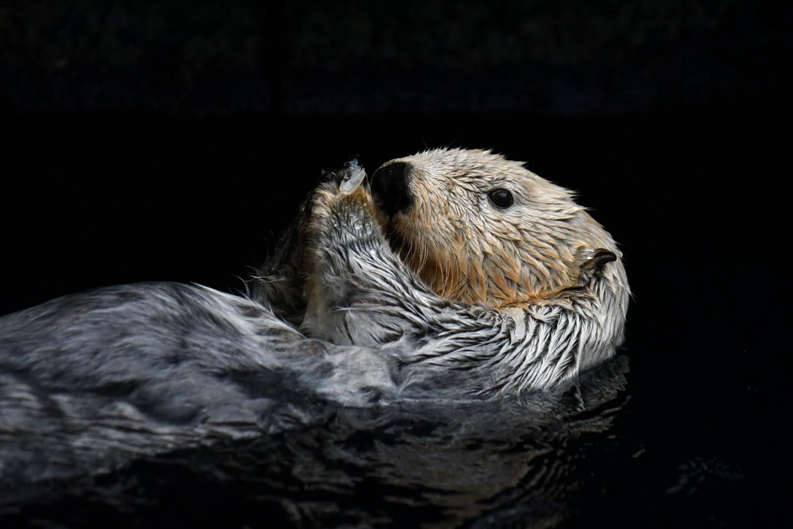 Alaskan sea otter (Enhydra lutris)