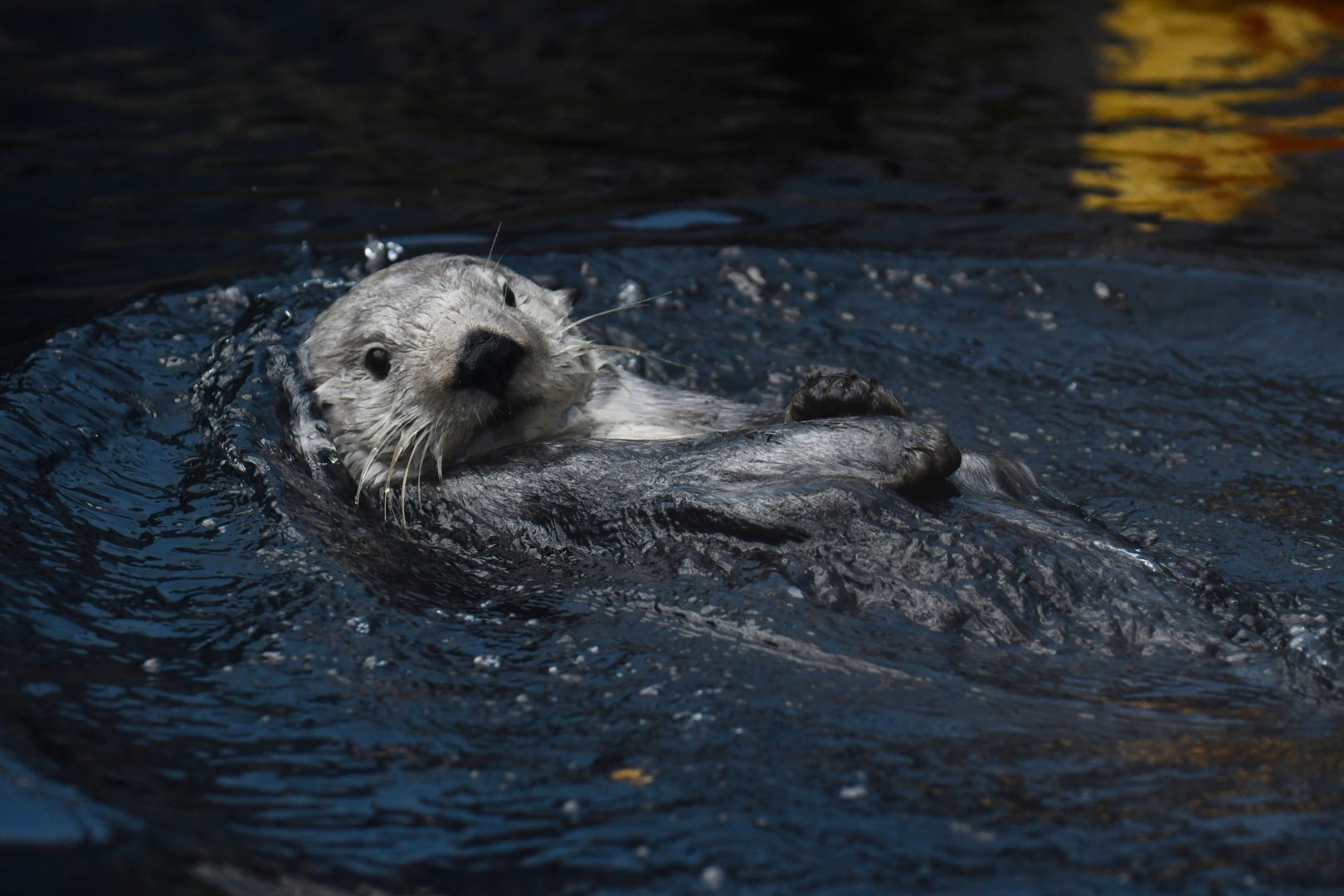 Alaskan sea otter (Enhydra lutris)