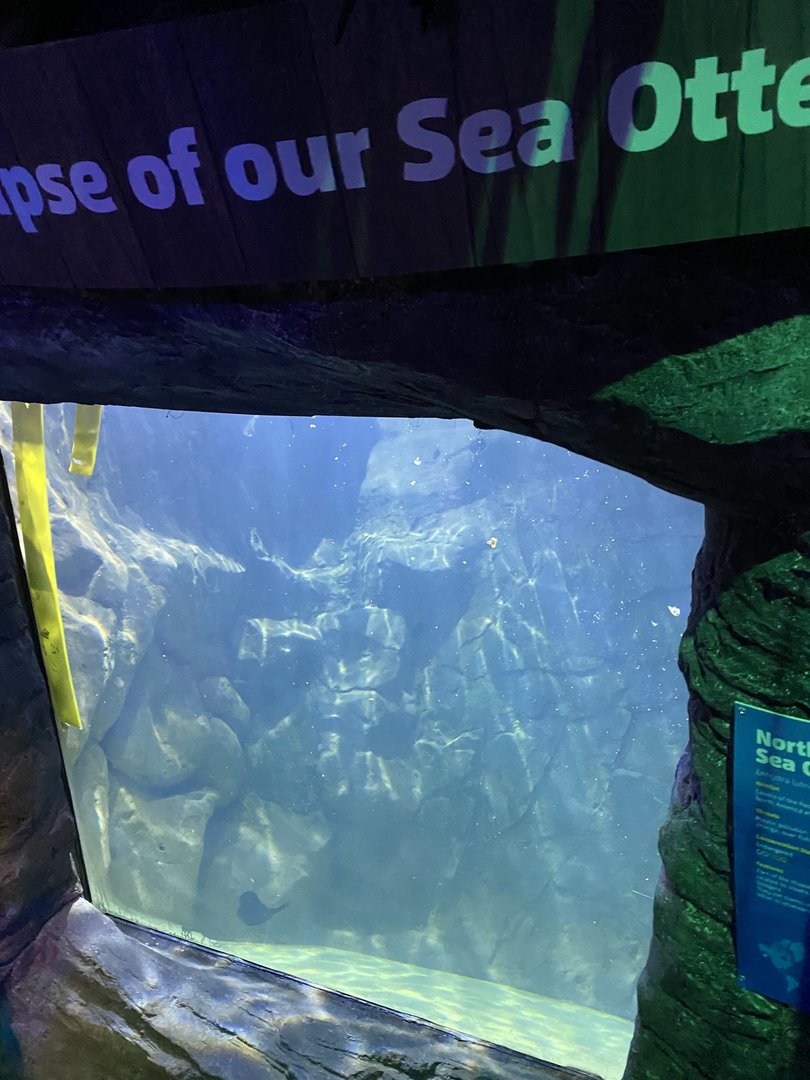 Alaskan sea otter lower viewing window 070123