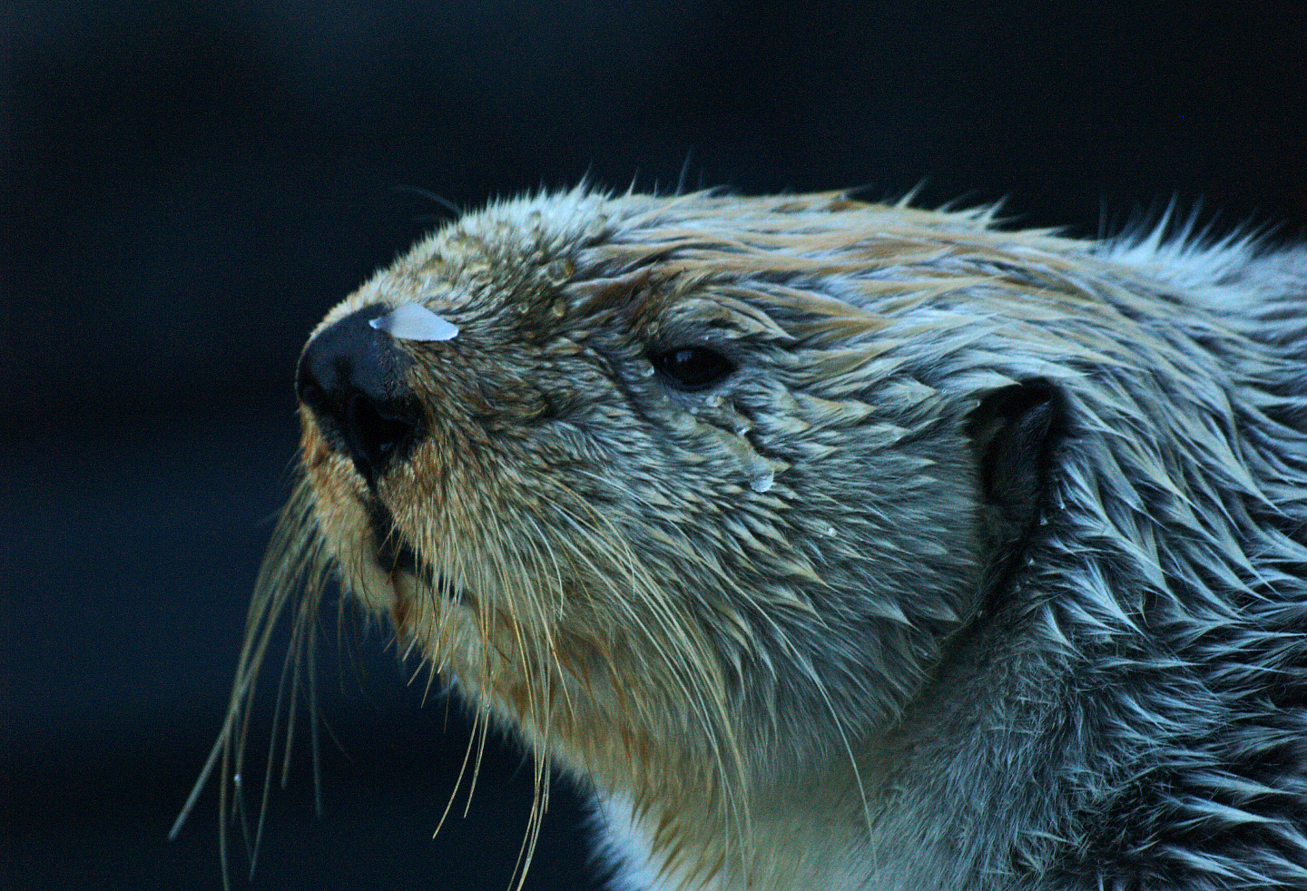 Alaskan sea otter or Northern sea otter (Enhydra lutris kenyoni), 2009-01-25