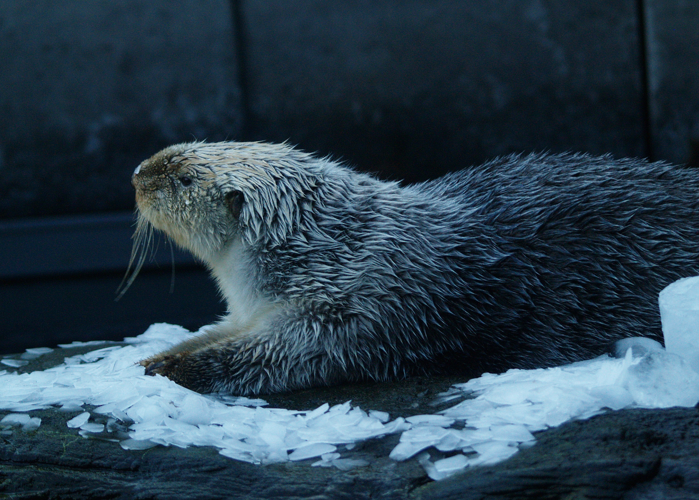 Alaskan sea otter or Northern sea otter (Enhydra lutris kenyoni), 2009-01-25