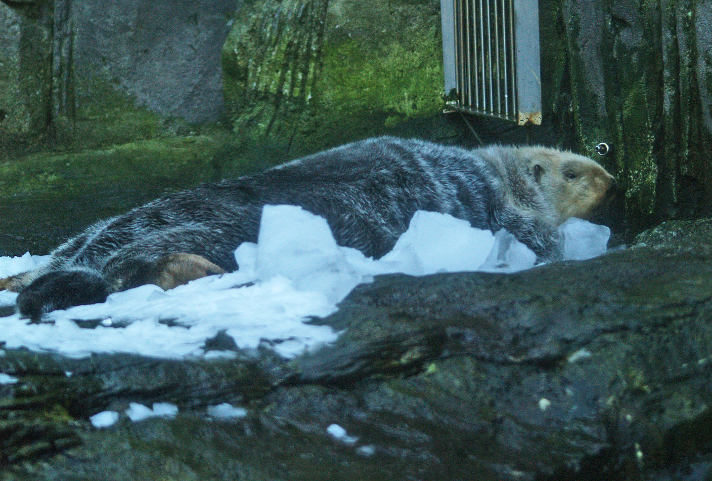 Alaskan sea otter or Northern sea otter (Enhydra lutris kenyoni), 2009-01-25
