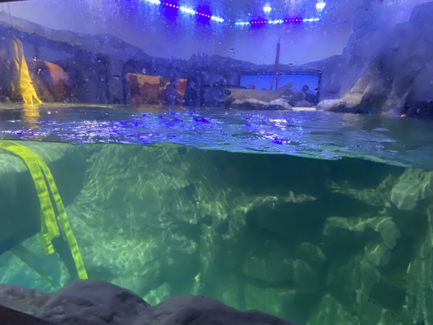 Alaskan sea otter upper viewing window 070123