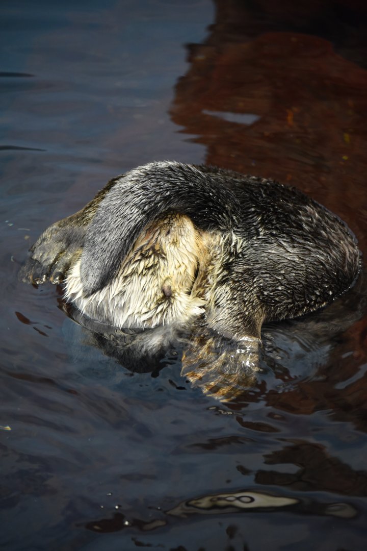 Alaskan sea otter