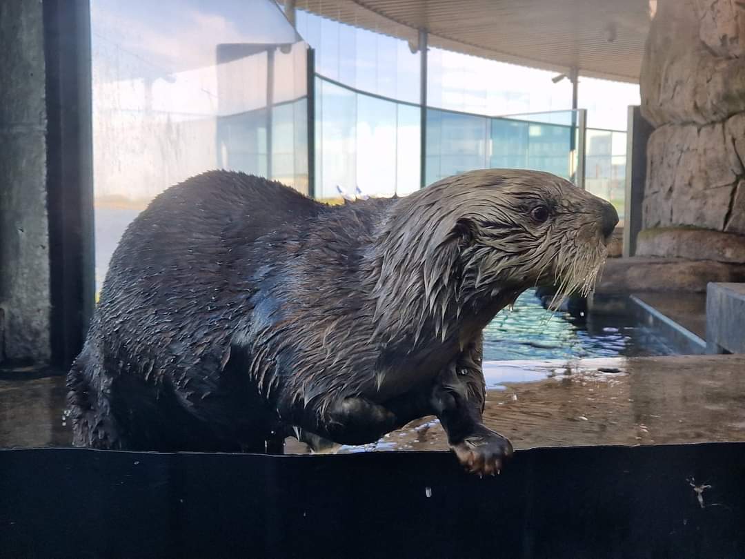Alaskan Sea Otter