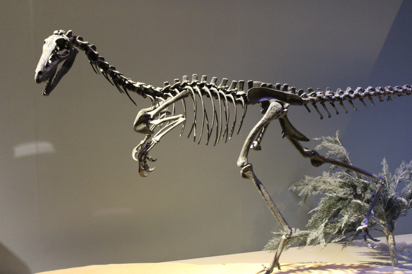 Alaskan Troodontid Skeleton