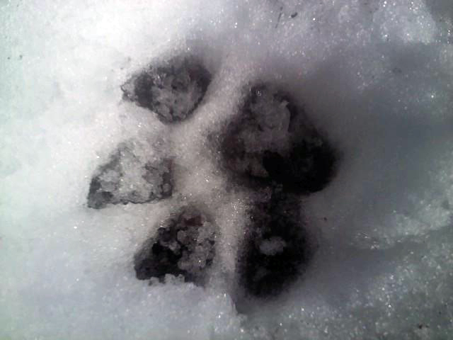 Alaskan Tundra Wolf Paw Print