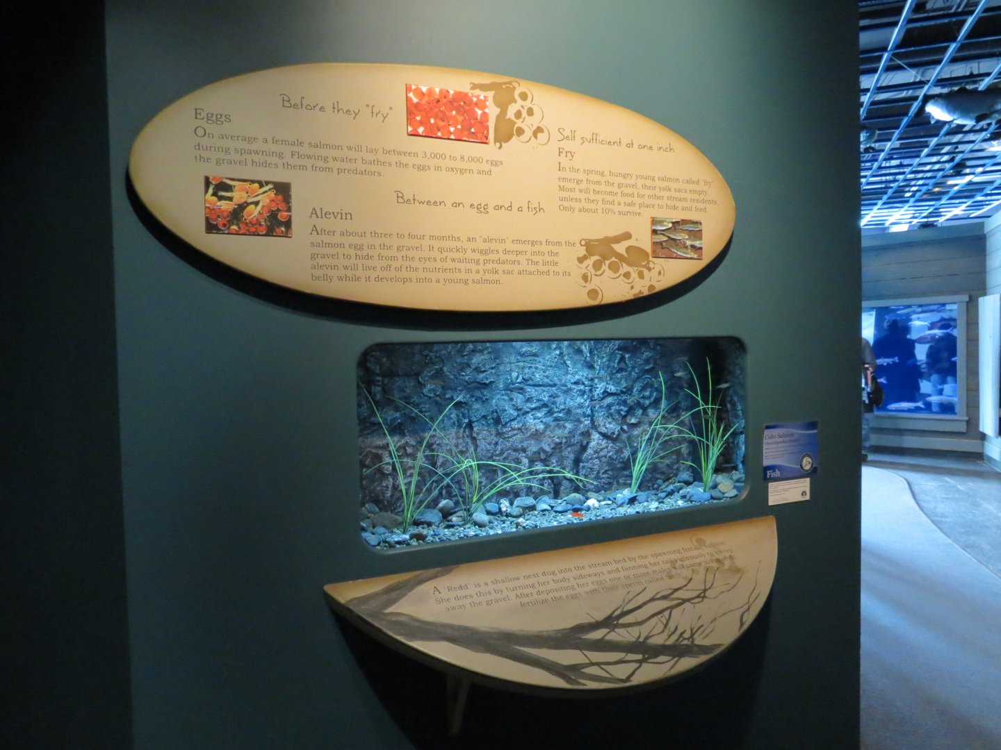 Alaska's Pacific Salmon Exhibits