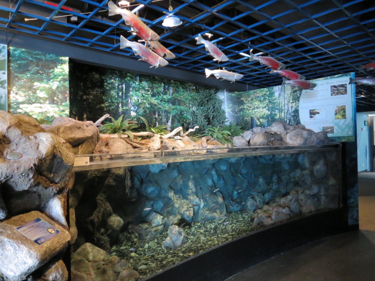 Alaska's Pacific Salmon Exhibits