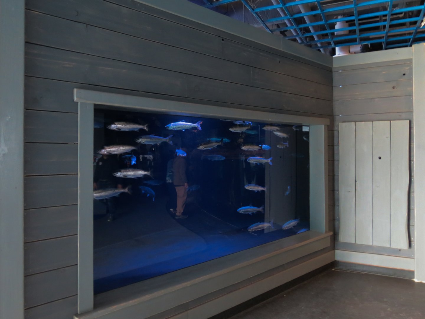 Alaska's Pacific Salmon Exhibits