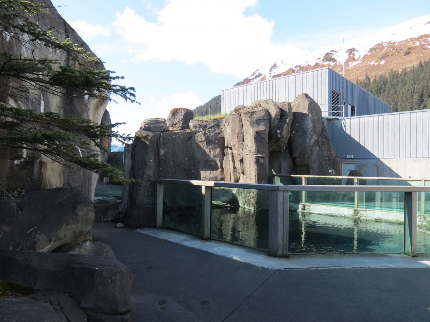 Alaska's Seals Habitat - Outdoor Viewing Area