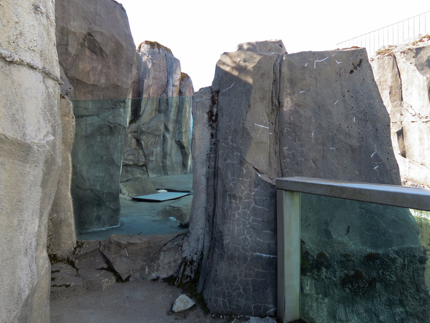 Alaska's Seals Habitat - Outdoor Viewing Area