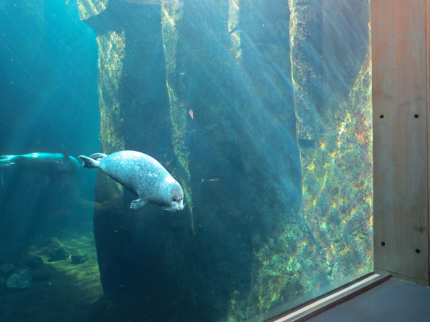 Alaska's Seals Habitat - Underwater Viewing Area