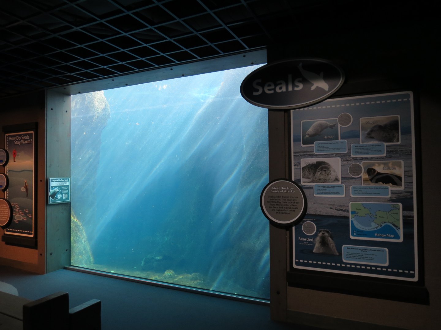 Alaska's Seals Habitat - Underwater Viewing Area