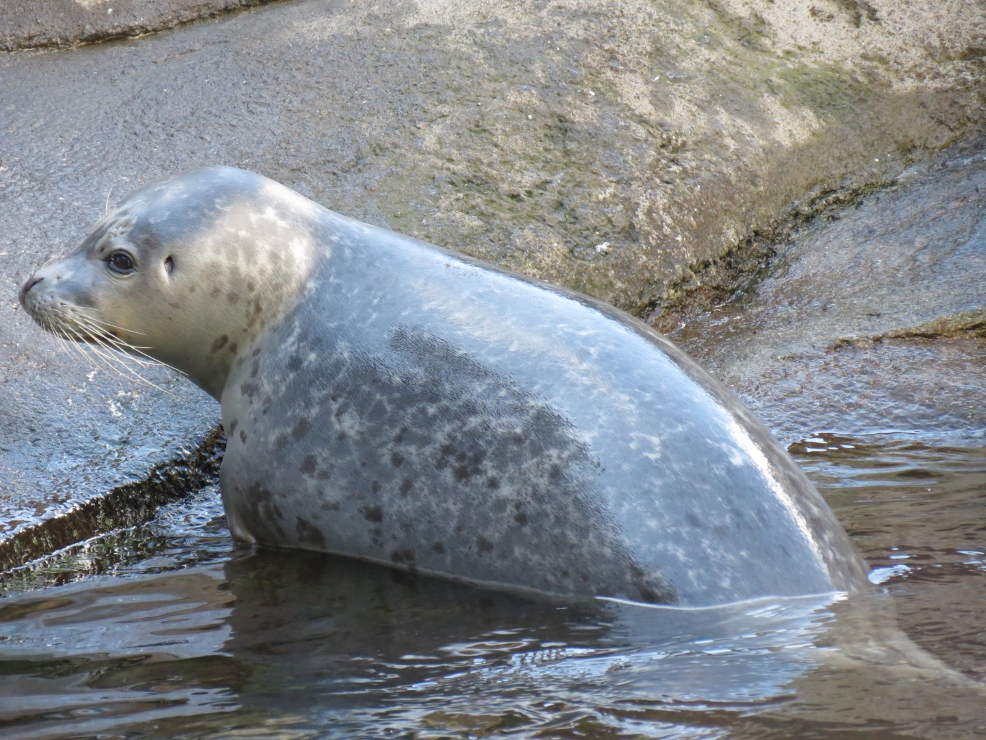 Alaska's Seals Habitat