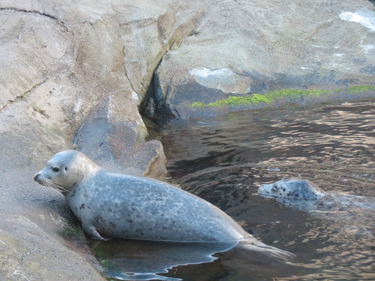 Alaska's Seals Habitat