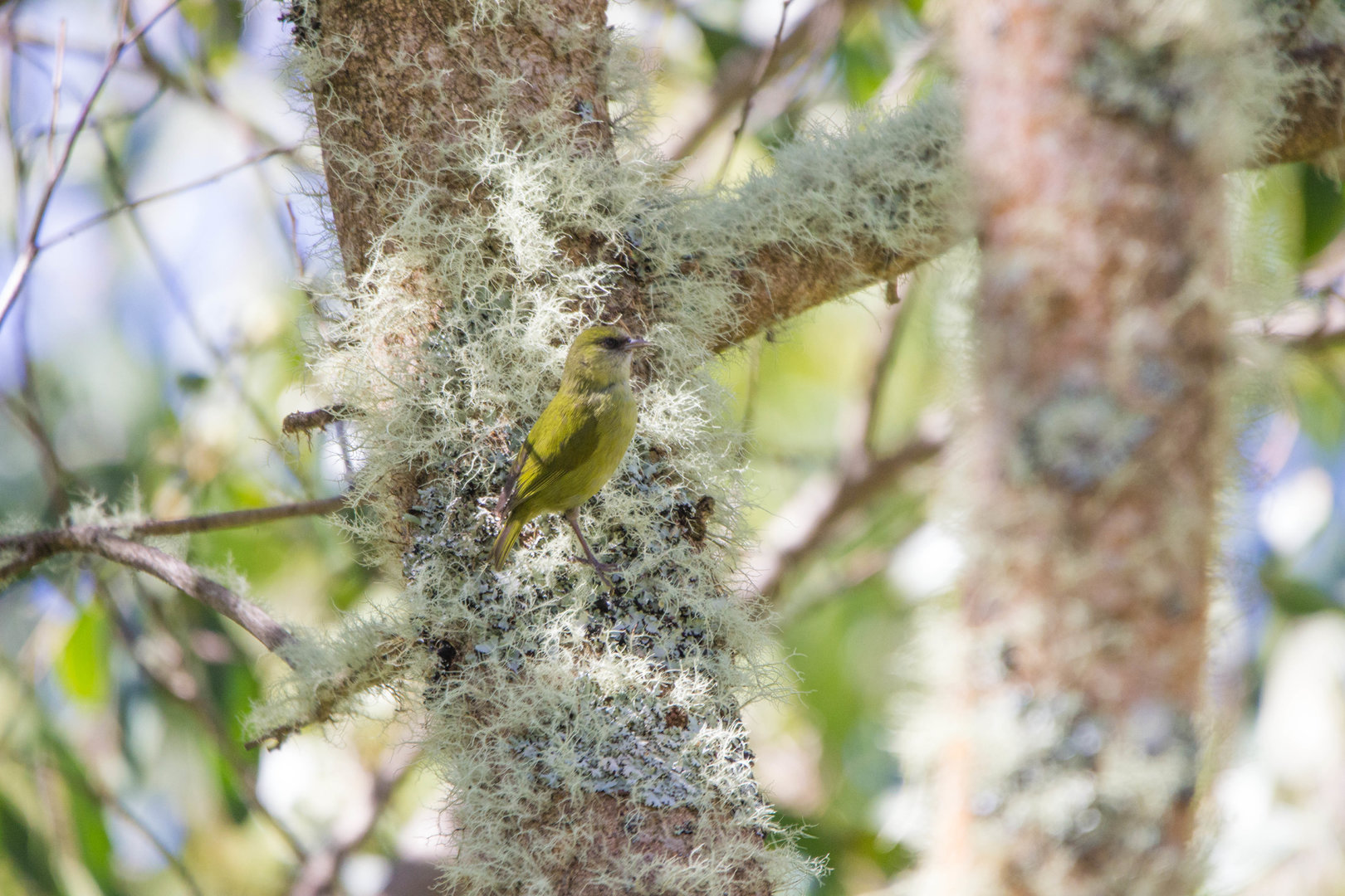 ʻAlawī (or Hawai'i Creeper)