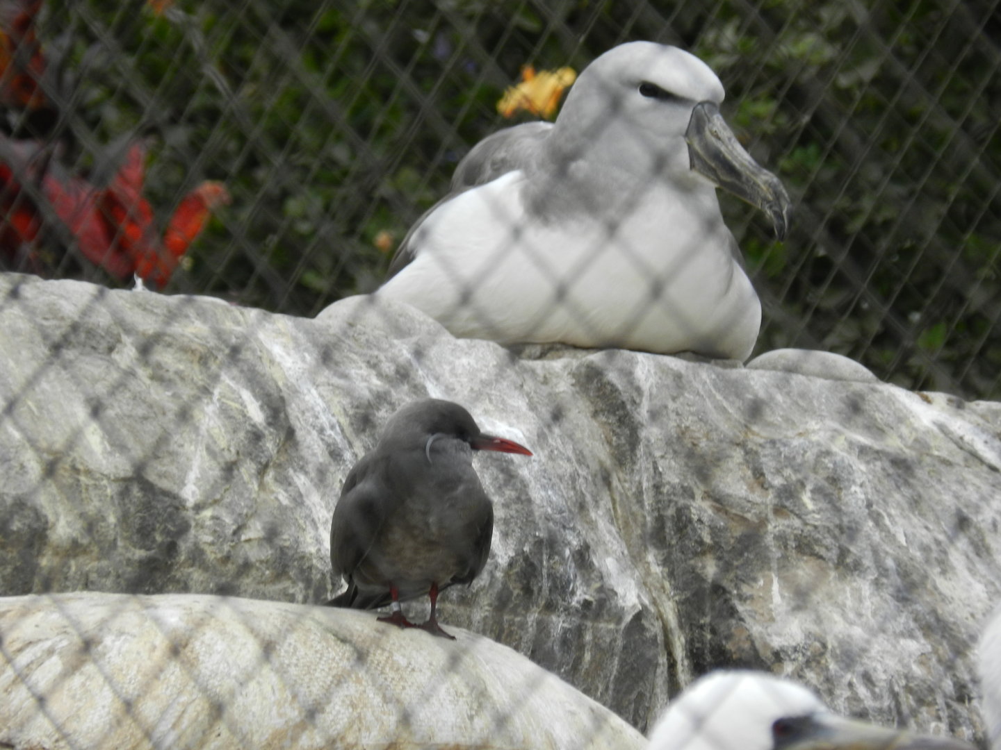 Albatross and inca tern - Parque de Las Leyendas