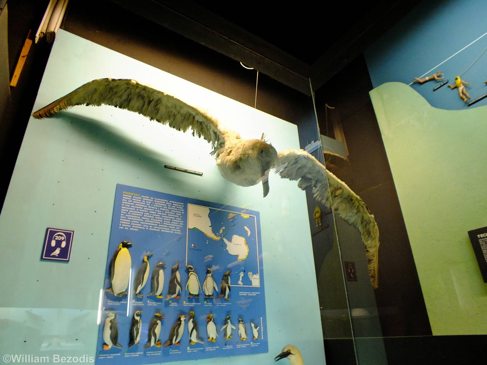 Albatross and Penguins Display - Gdynia Aquarium
