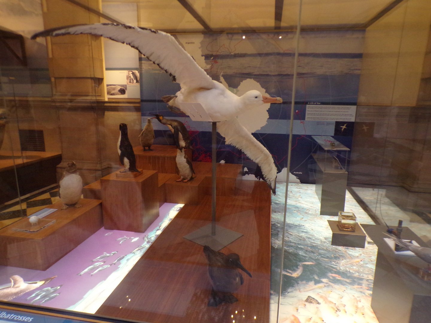 Albatross and penguins (taken at Kelvingrove museum) 12.2.24