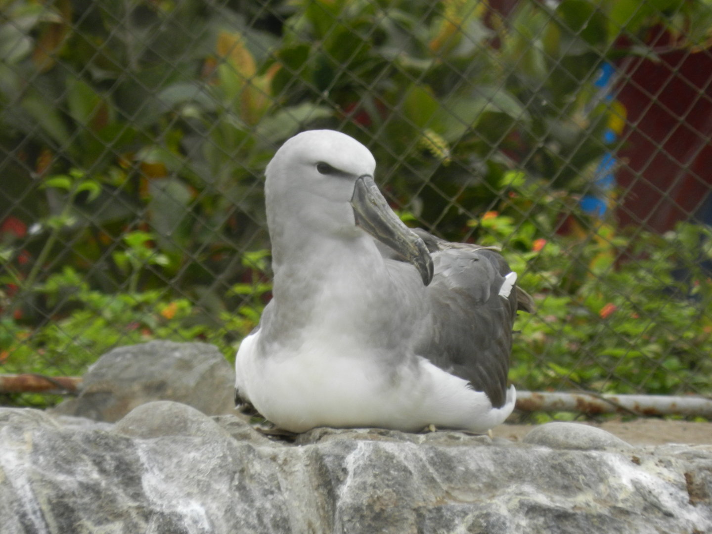 Albatross - Parque de Las Leyendas