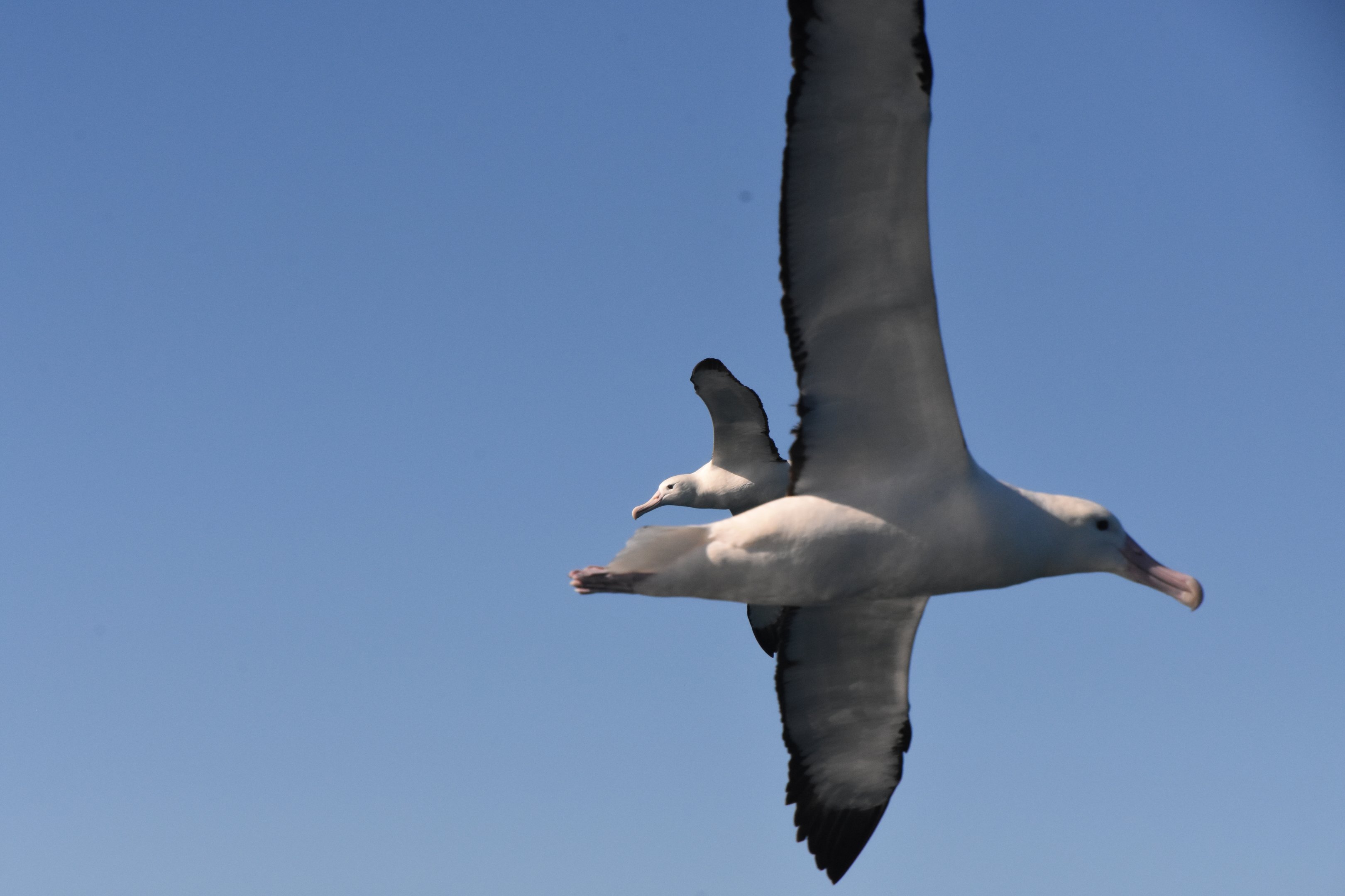 Albatross photobomb