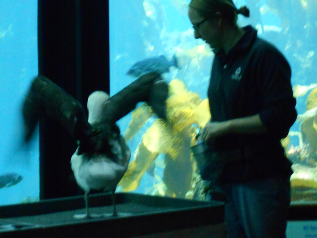 albatross_wing_span1