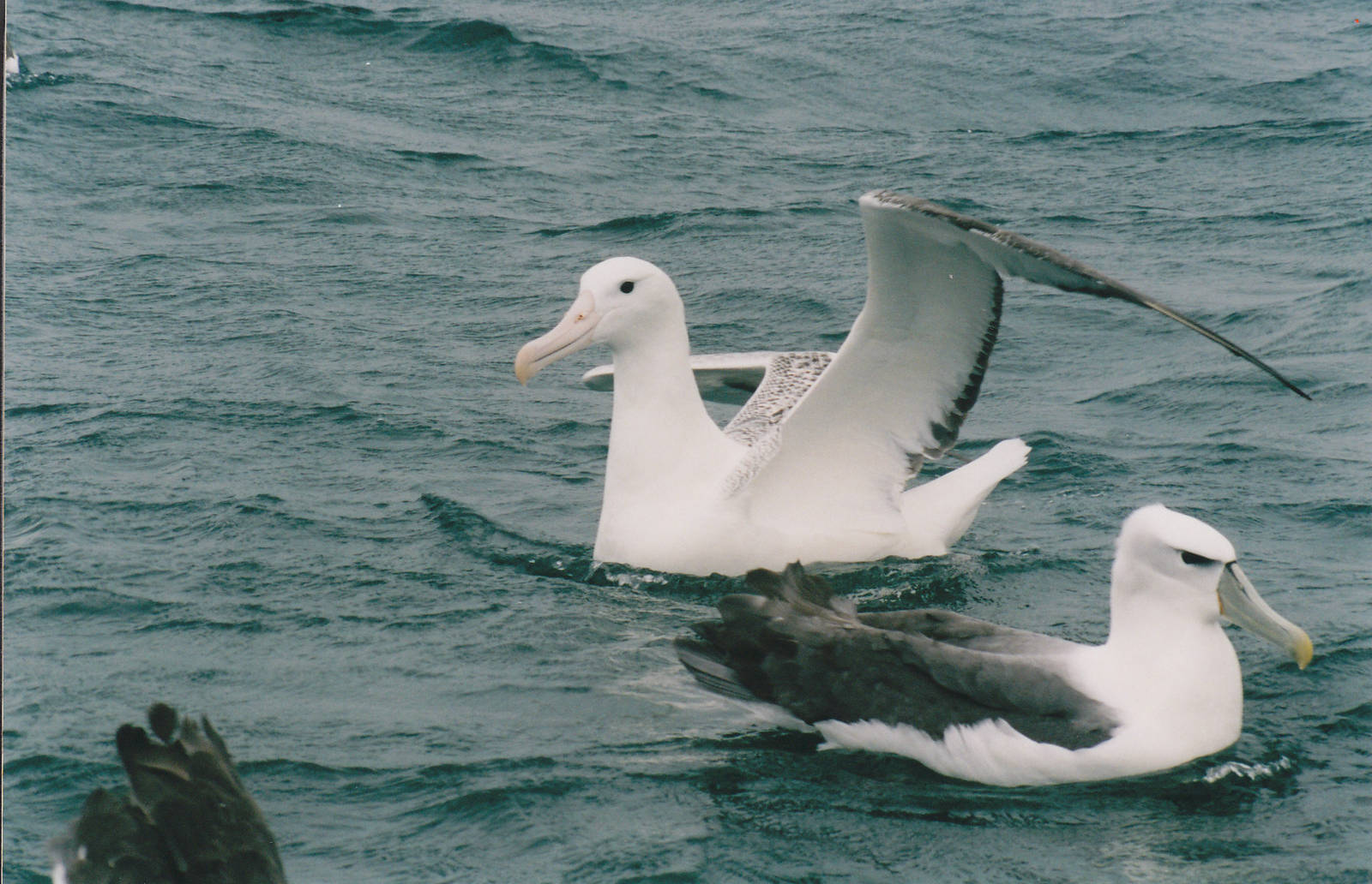 albatrosses