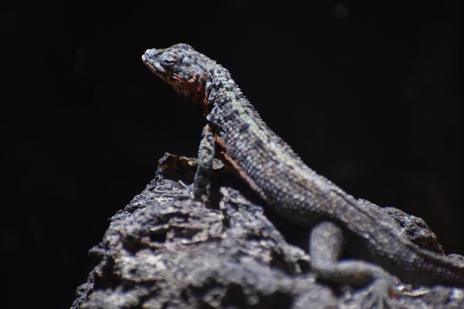 Albemarle lava lizard