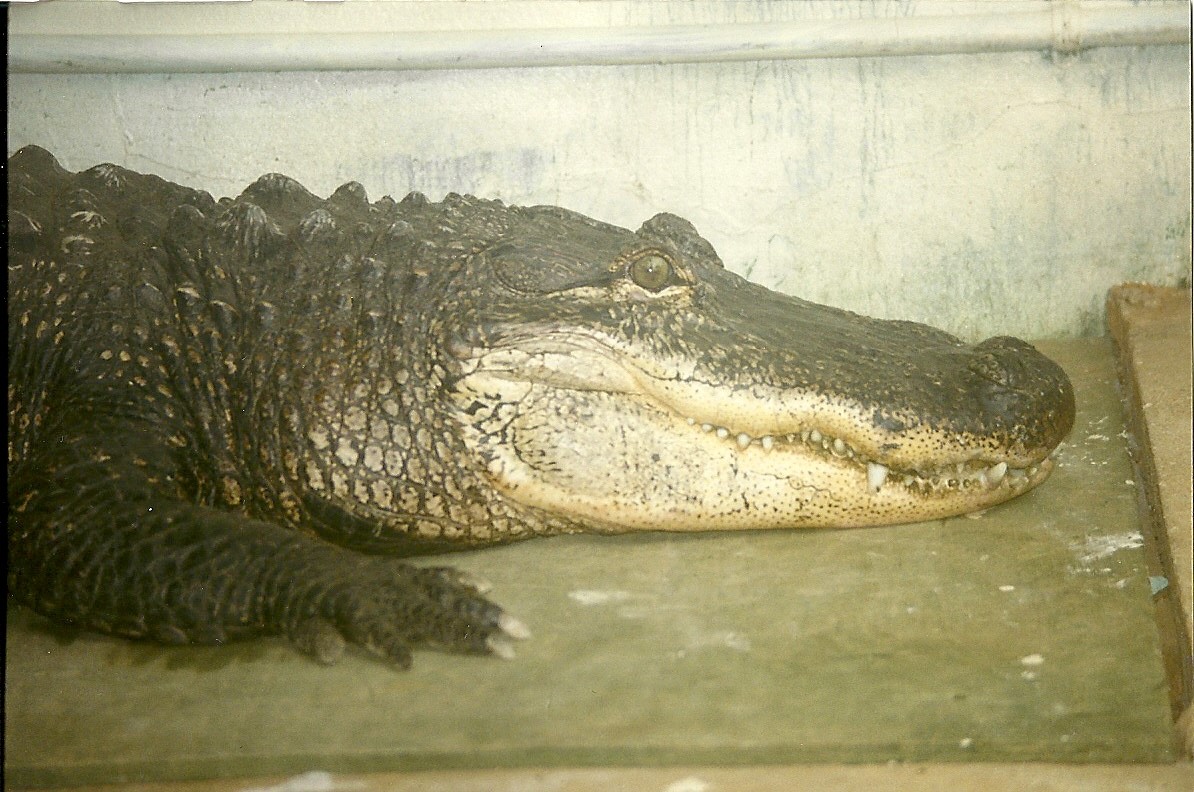 Albert 17th October 1997