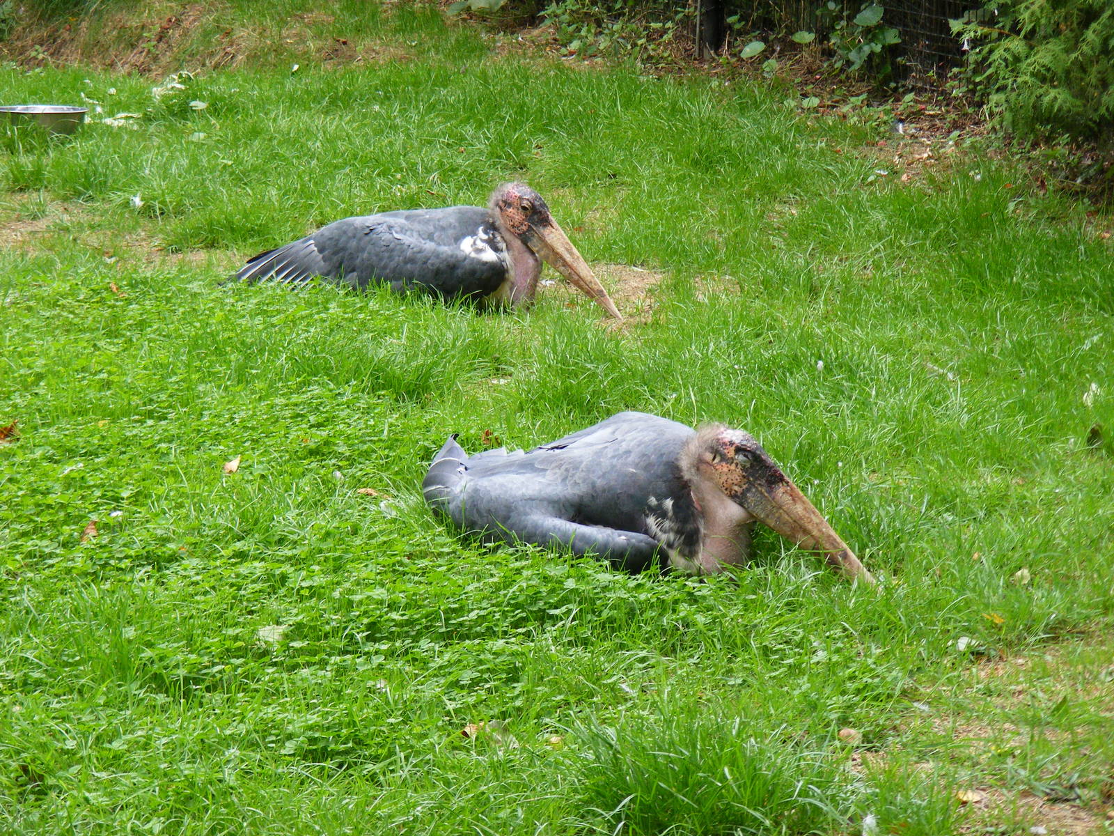Albert and Matilda the marabou storks at Linton Zoo, 11 September 2010
