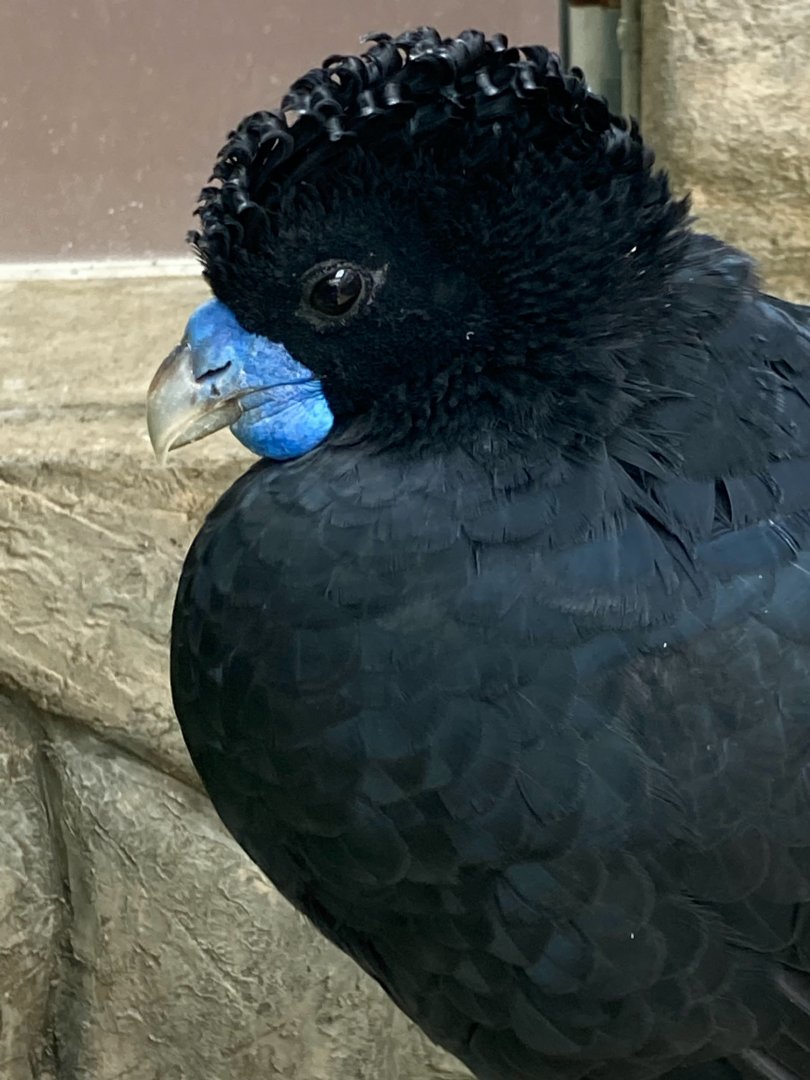 Albert the Blue-Billed Curassow