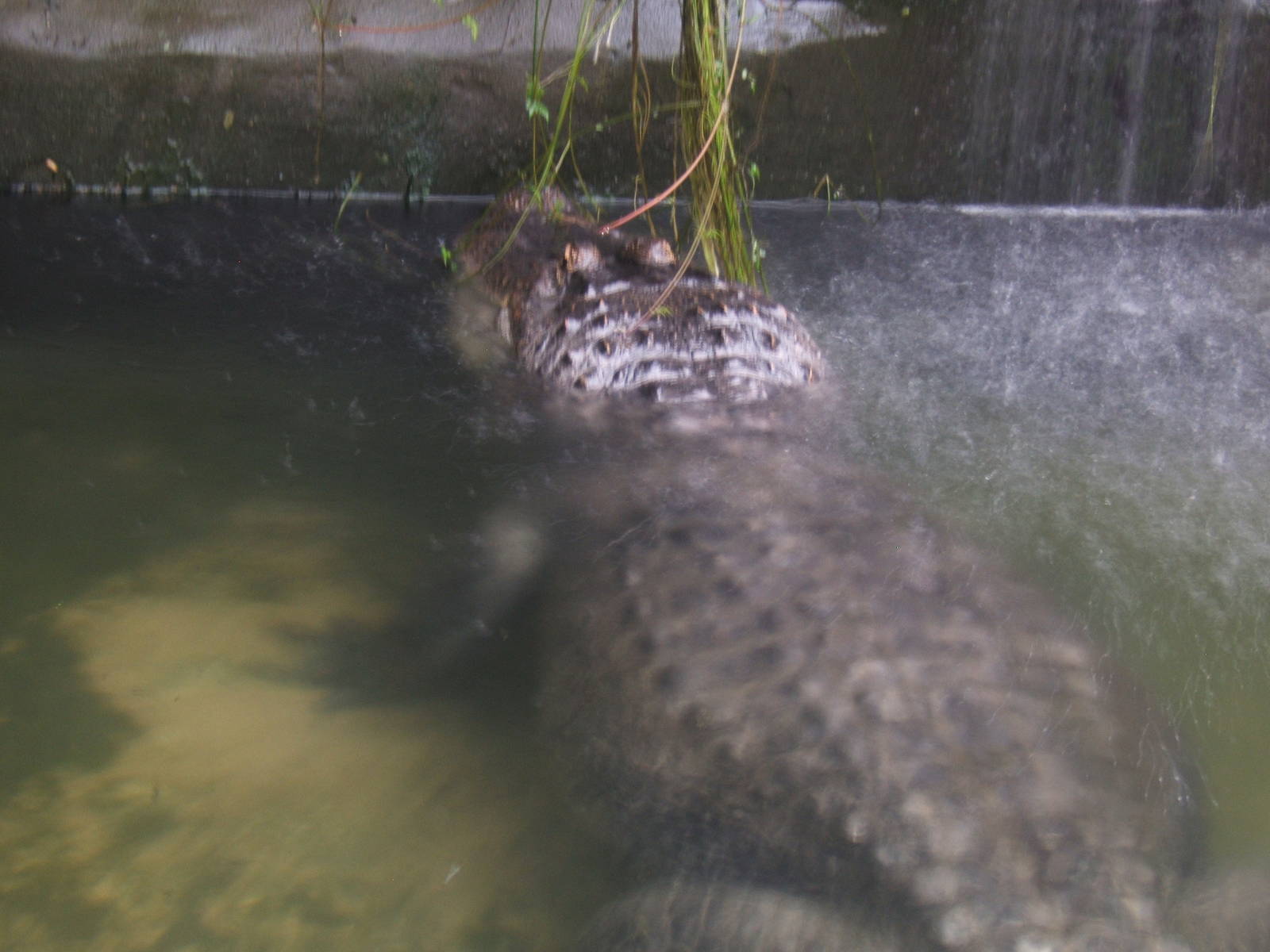 Albert the Bull American Alligator under waterfall