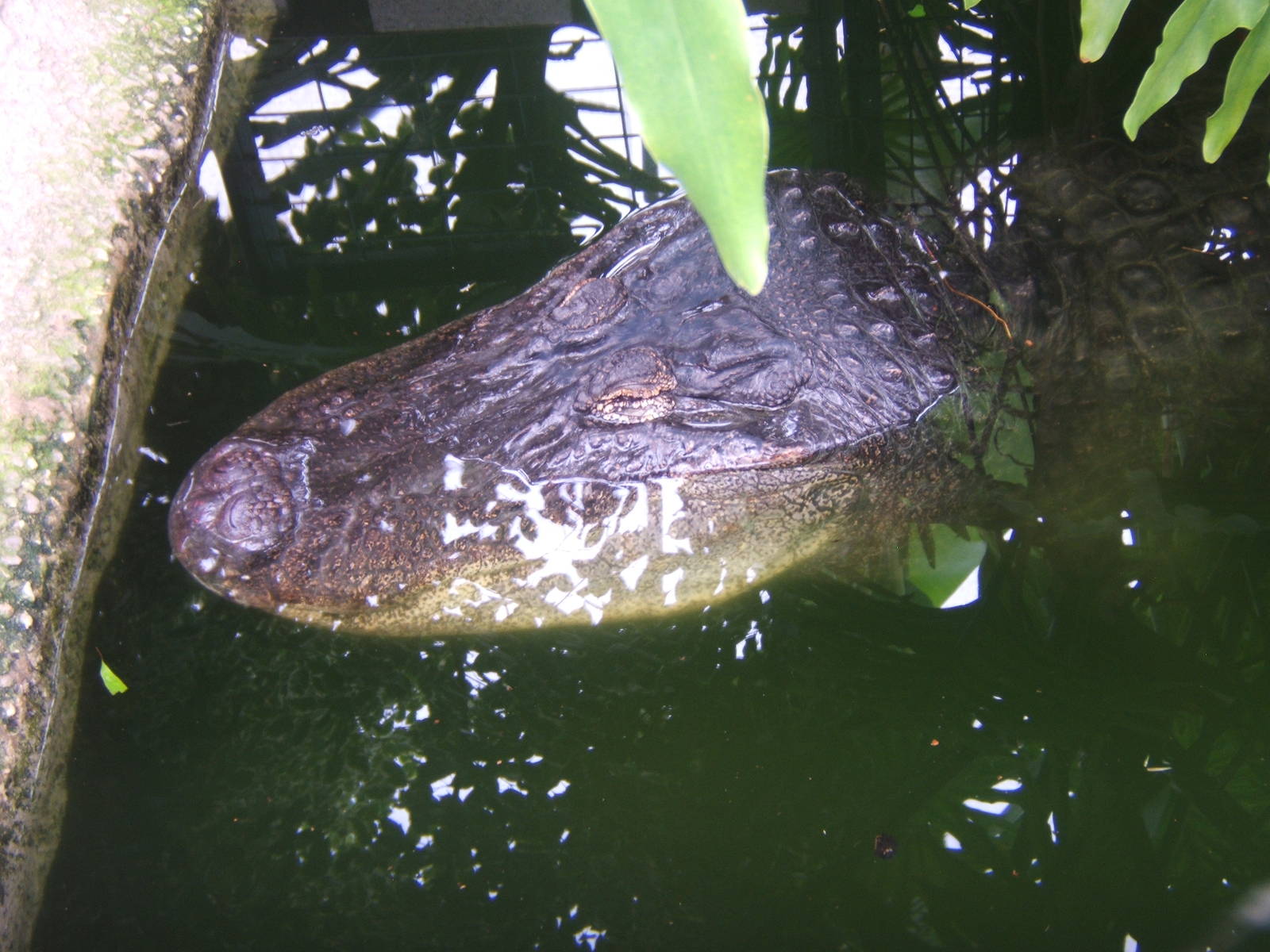 Albert the Bull American Alligator