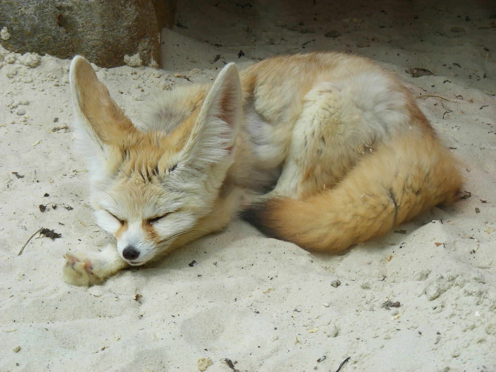 Albert the fennec fox at Drusillas Park, 23 May 2009