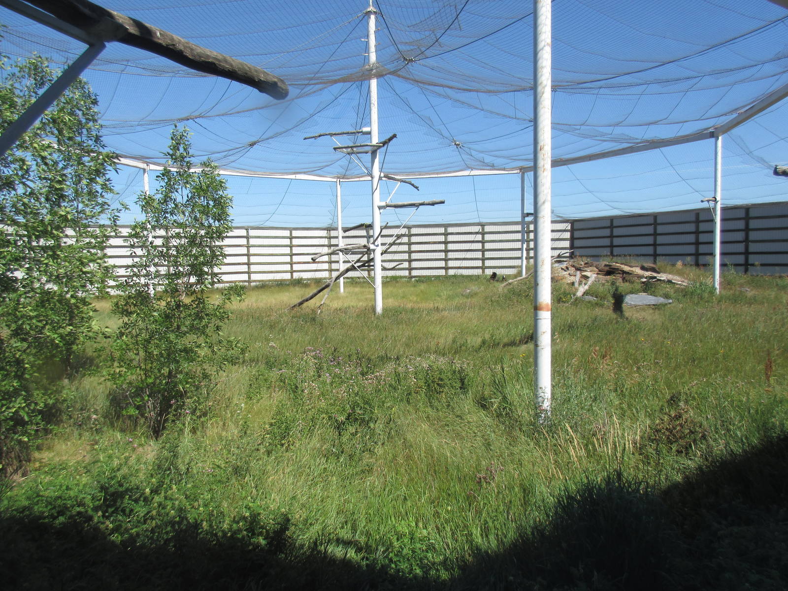 Alberta Birds of Prey Centre - 28,000 Square Foot (0.64 of an acre) Bald Ea