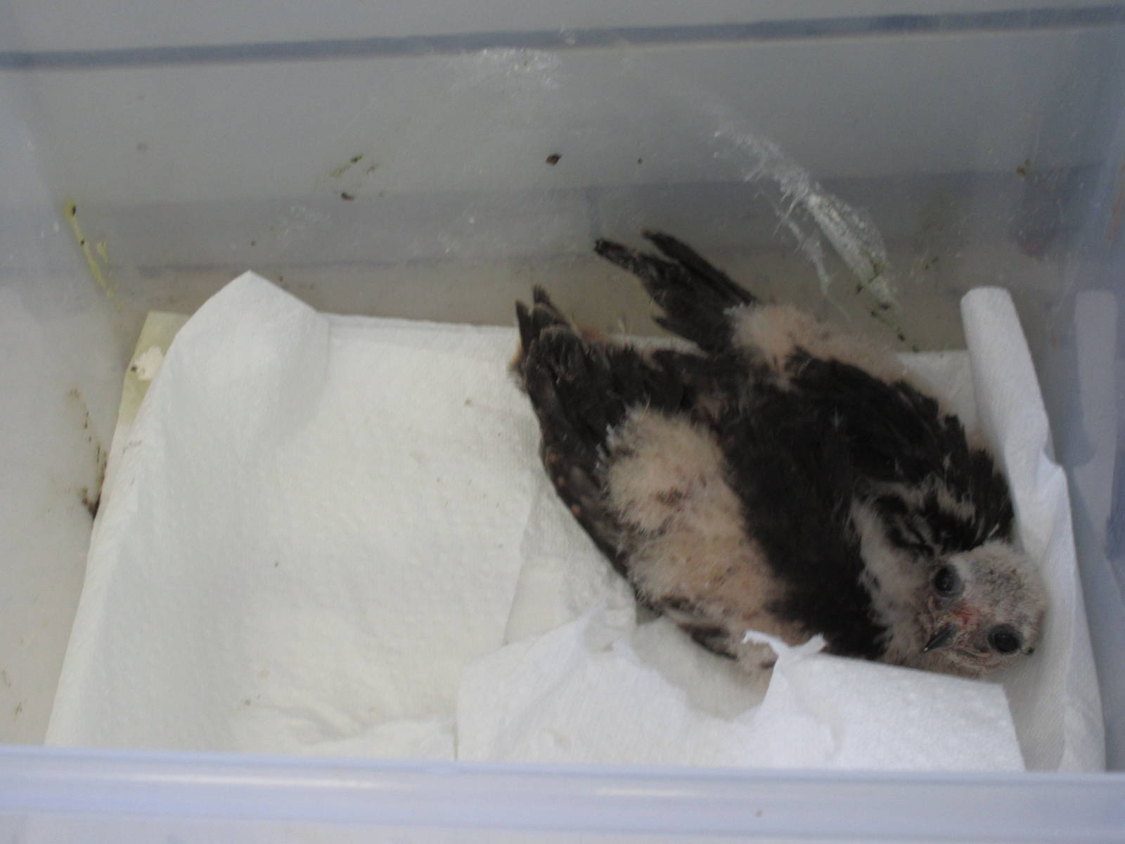 Alberta Birds of Prey Centre - Baby Northern Harrier Hawk