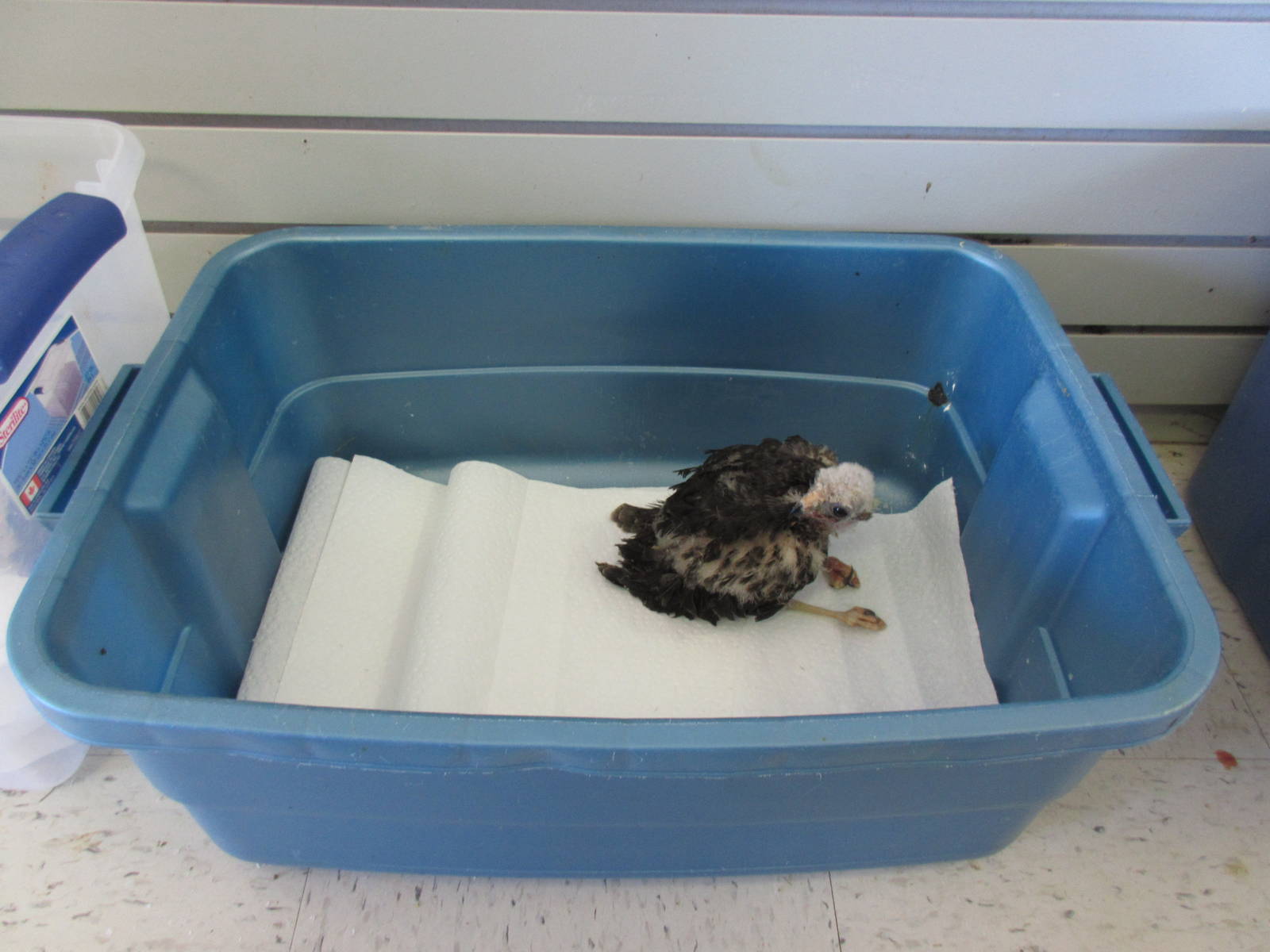 Alberta Birds of Prey Centre - Baby Swainson's Hawk