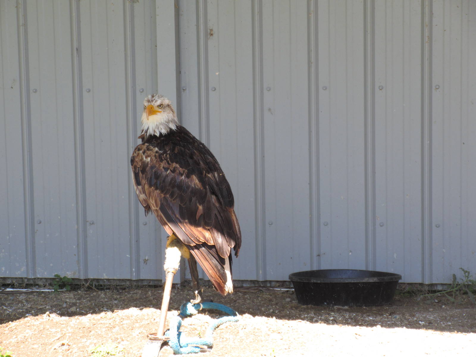 Alberta Birds of Prey Centre - Bald Eagle