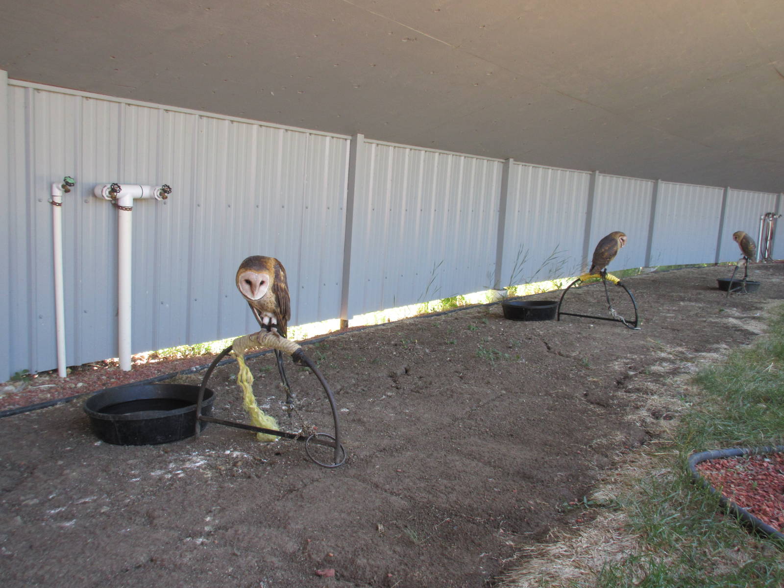 Alberta Birds of Prey Centre - Barn Owls