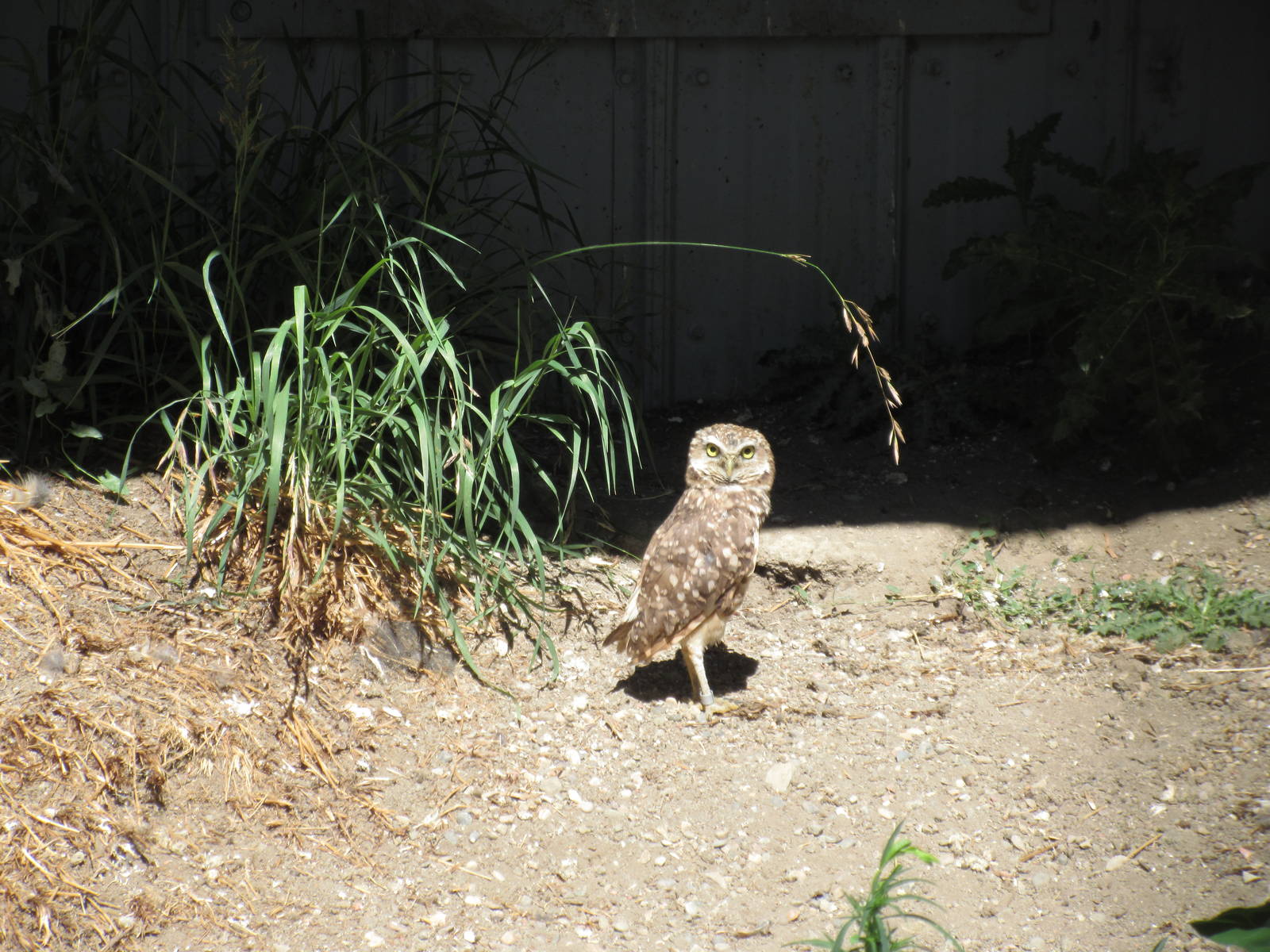 Alberta Birds of Prey Centre - Burrowing Owl