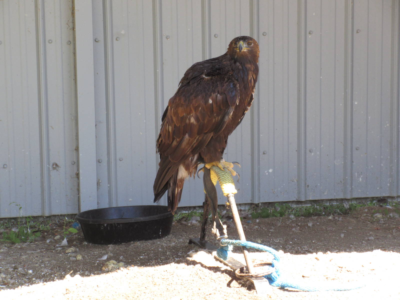 Alberta Birds of Prey Centre - Golden Eagle