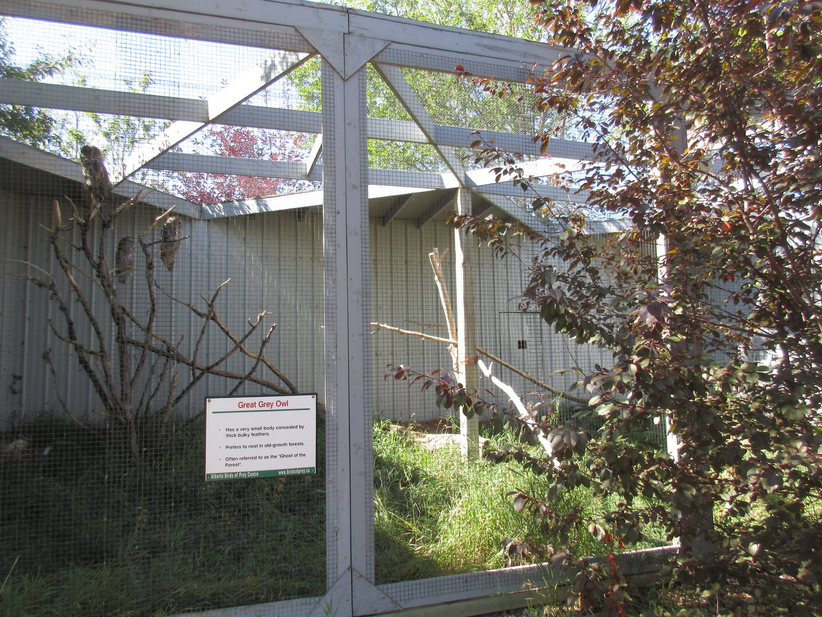Alberta Birds of Prey Centre - Great Grey Owl Exhibit